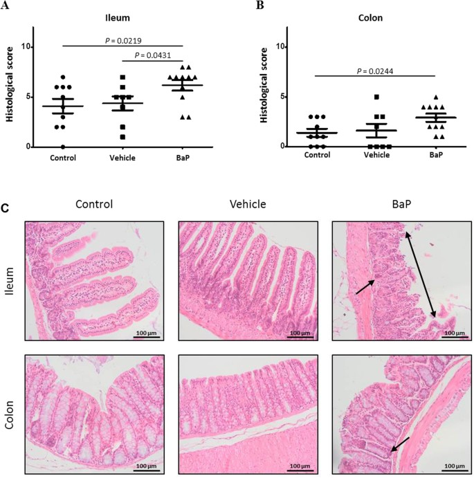 Oral Exposure To Environmental Pollutant Benzo A Pyrene Impacts The Intestinal Epithelium And Induces Gut Microbial Shifts In Murine Model Scientific Reports