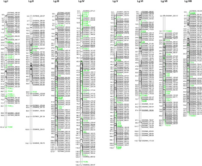 First genetic linkage map of Taraxacum koksaghyz Rodin based on AFLP, SSR,  COS and EST-SSR markers | Scientific Reports