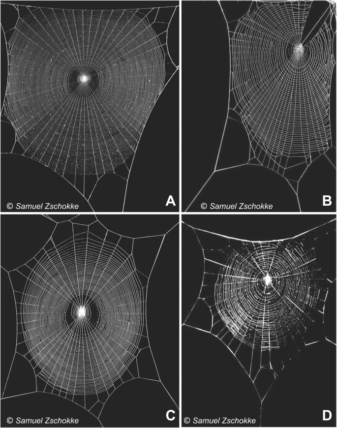 Why do Orb Weaving Spiders Make Patterned Webs?