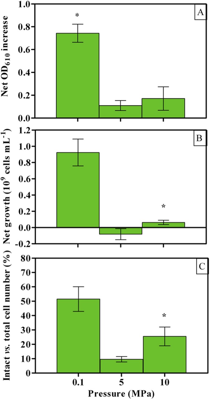 Figure 1: Culture growth of A. borkumensis SK2 cells under different HPs (0.1, 5 and 10 MPa).