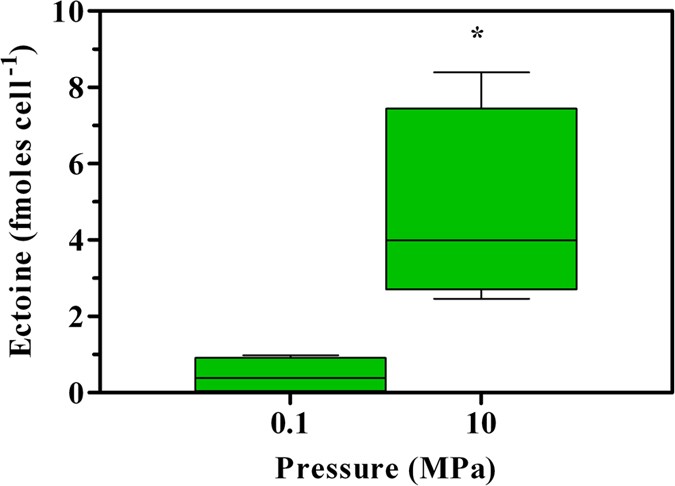Figure 3: Accumulation of intracellular ectoine per cell in A. borkumensis SK2 grown under different HPs (0.1 and 10 MPa).