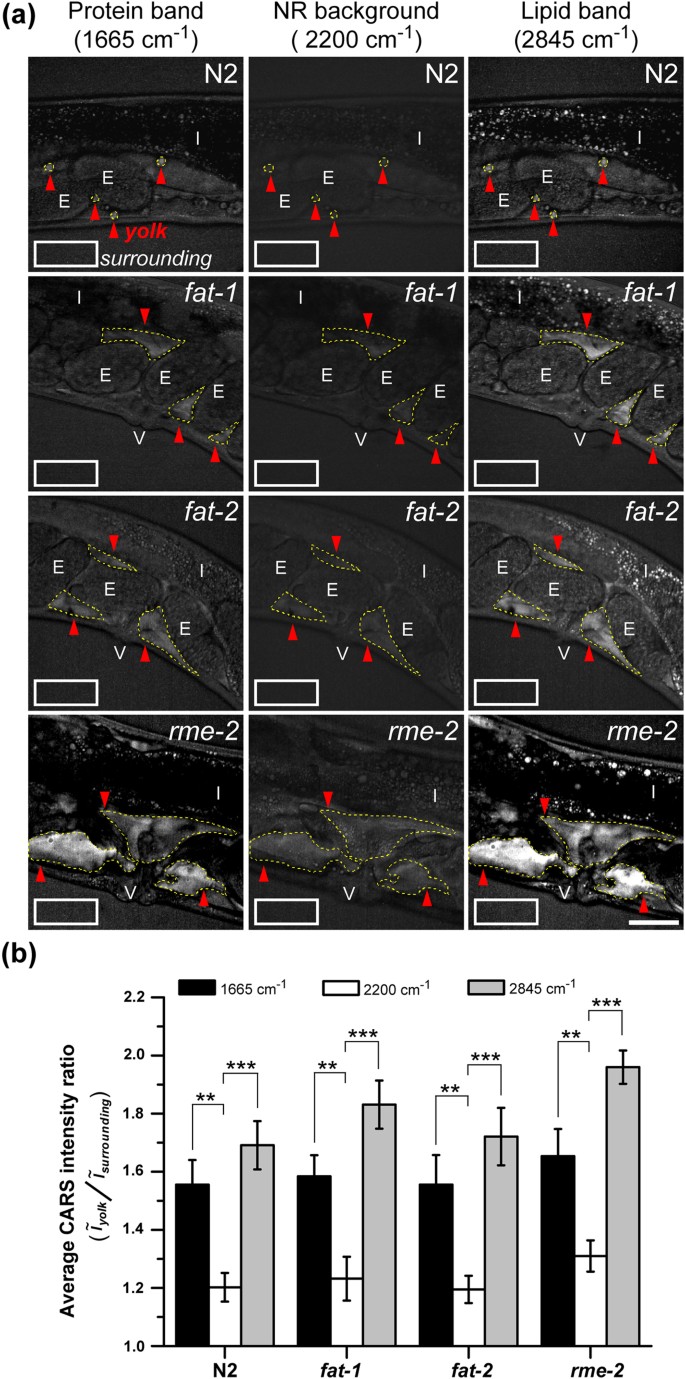 Specific Polyunsaturated Fatty Acids Modulate Lipid Delivery And Oocyte Development In C Elegans Revealed By Molecular Selective Label Free Imaging Scientific Reports Specific Polyunsaturated Fatty Acids Modulate Lipid Delivery And Oocyte Development In C Elegans Revealed By Molecular Selective Label Free Imaging Scientific Reports