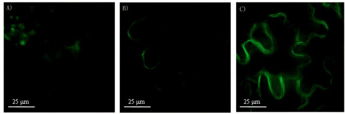 Novel Fluorescence Arginine Analogue As A Sensor For Direct Identification And Imaging Of Nitric Oxide Synthase Like Enzymes In Plants Scientific Reports