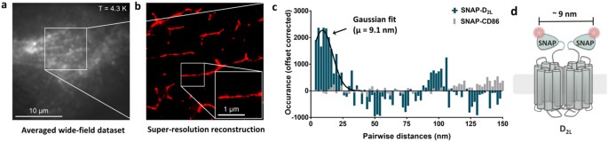 Visualization and ligand-induced modulation of dopamine receptor  dimerization at the single molecule level