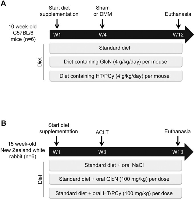 Olive And Grape Seed Extract Prevents Post Traumatic Osteoarthritis Damages And Exhibits In Vitro Anti Il 1b Activities Before And After Oral Consumption Scientific Reports