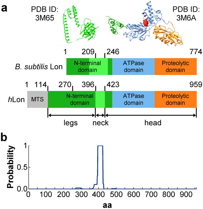 The N Terminal Domain Plays A Crucial Role In The Structure Of A Full Length Human Mitochondrial Lon Protease Scientific Reports