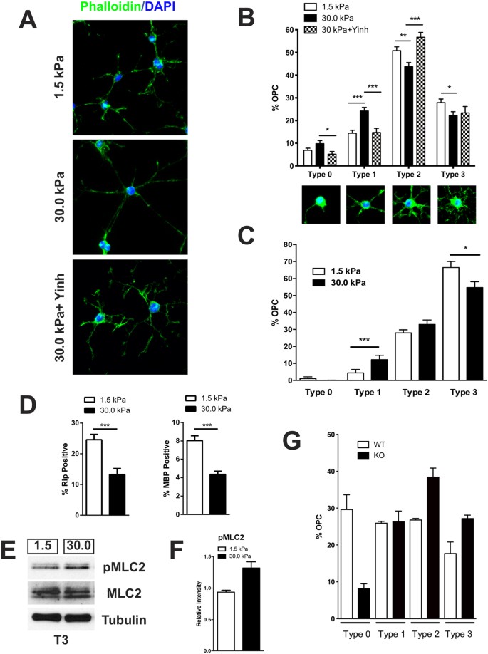 Myelinating Glia Differentiation Is Regulated By Extracellular Matrix Elasticity Scientific Reports