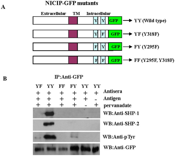 Figure 5: Immunoprecipitation analysis of SHP-1 and SHP-2 association with NICIP.