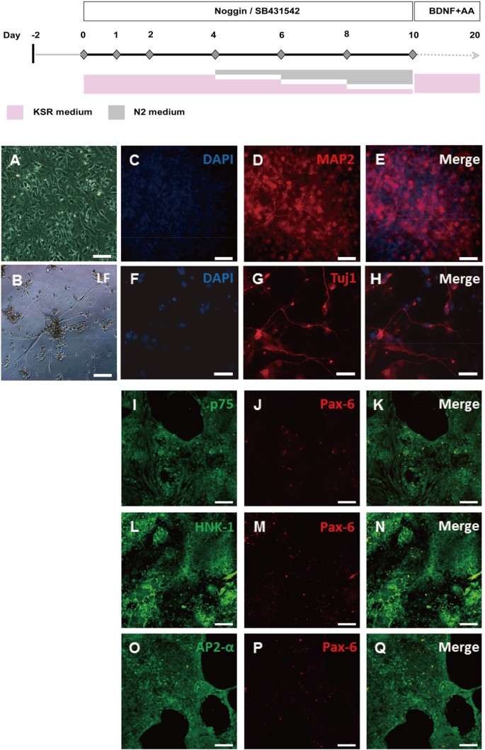 Figure 1: Dual SMAD inhibition allows for a highly efficient neural induction of neuron and neural crest (NC) cells from hiPS cells.