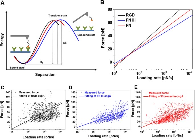 Curli Mediate Bacterial Adhesion To Fibronectin Via Tensile Multiple Bonds Scientific Reports