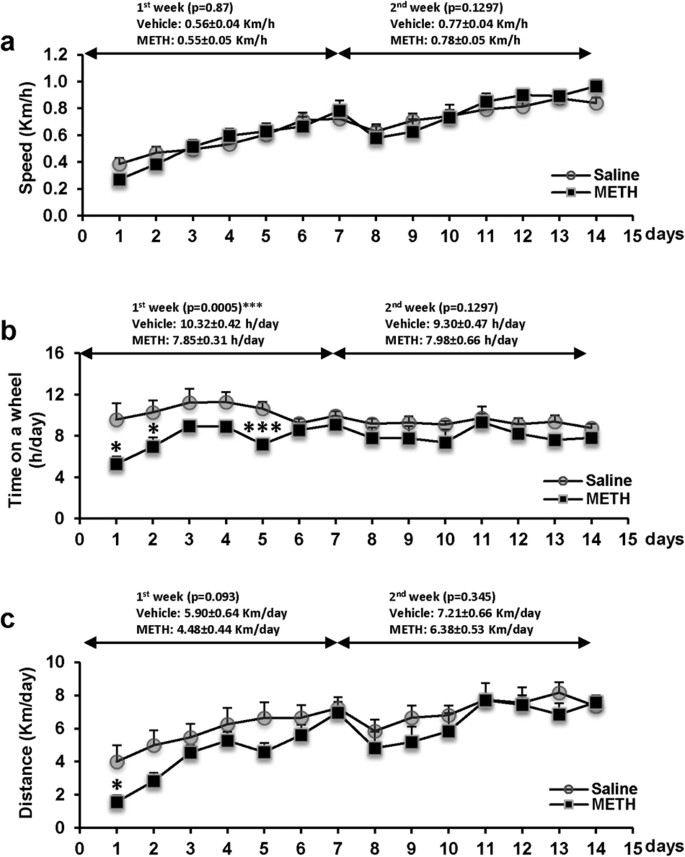 Exercise Protects Against Methamphetamine Induced Aberrant Neurogenesis Scientific Reports