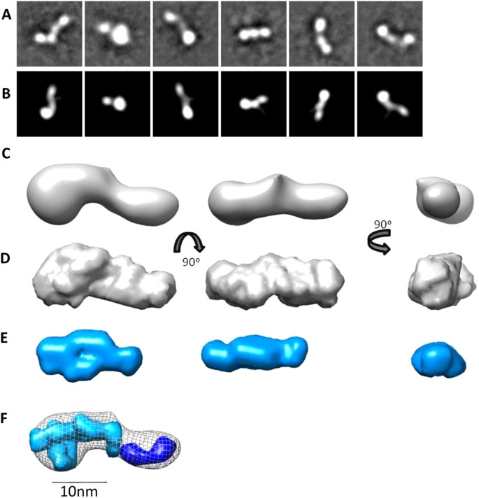 Figure 2: The N-terminal region of LTBP1 has an elongated stable conformation.