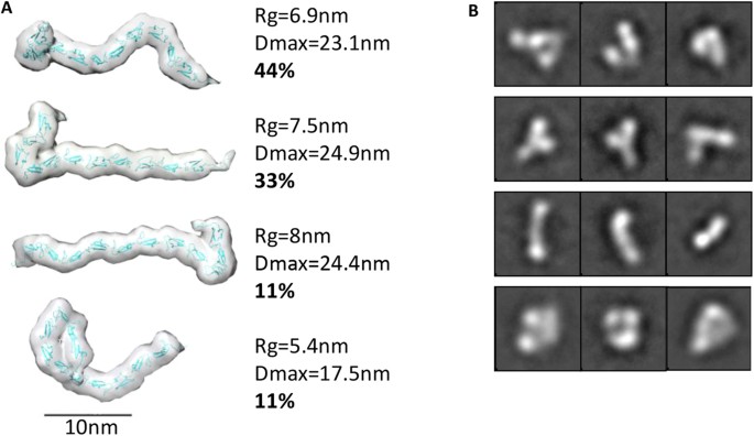 Figure 5: The central region of 11 cbEGF repeats of LTBP1 is flexible but held in an extended conformation by calcium.