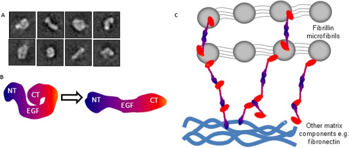 Figure 8: LTBP1 has flexible regions and can form small filamentous structures.