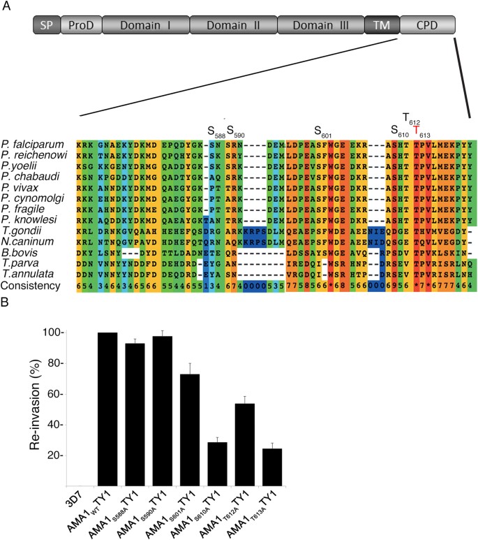 Hierarchical Phosphorylation Of Apical Membrane Antigen 1 Is Required For Efficient Red Blood Cell Invasion By Malaria Parasites Scientific Reports Hierarchical Phosphorylation Of Apical Membrane Antigen 1 Is Required For Efficient Red Blood Cell Invasion By Malaria Parasites Scientific Reports