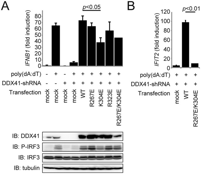 Structural and Functional Analysis of DDX41: a bispecific immune receptor for DNA and cyclic dinucleotide | Scientific Reports structural-and-functional-analysis-of-ddx41-a-bispecific-immune-receptor-for-dna-and-cyclic-dinucleotide-scientific-reports