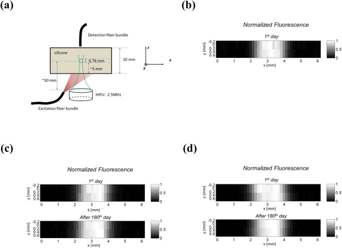 New Generation Icg Based Contrast Agents For Ultrasound Switchable Fluorescence Imaging Scientific Reports New Generation Icg Based Contrast Agents For Ultrasound Switchable Fluorescence Imaging Scientific Reports