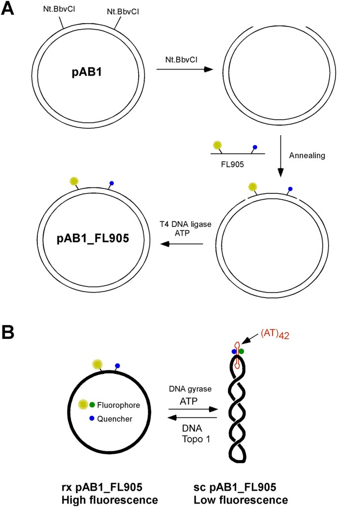 fluorescently labeled circular dna