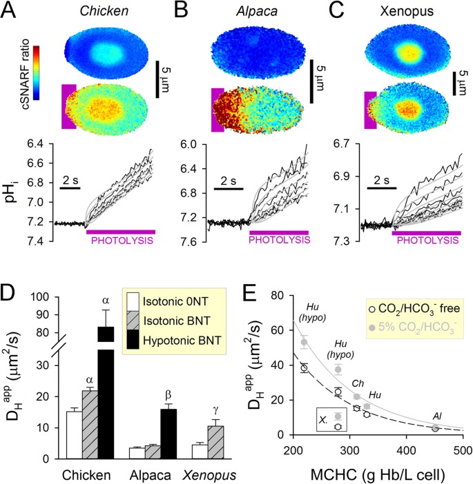 Red Blood Cell Thickness Is Evolutionarily Constrained By Slow Hemoglobin Restricted Diffusion In Cytoplasm Scientific Reports