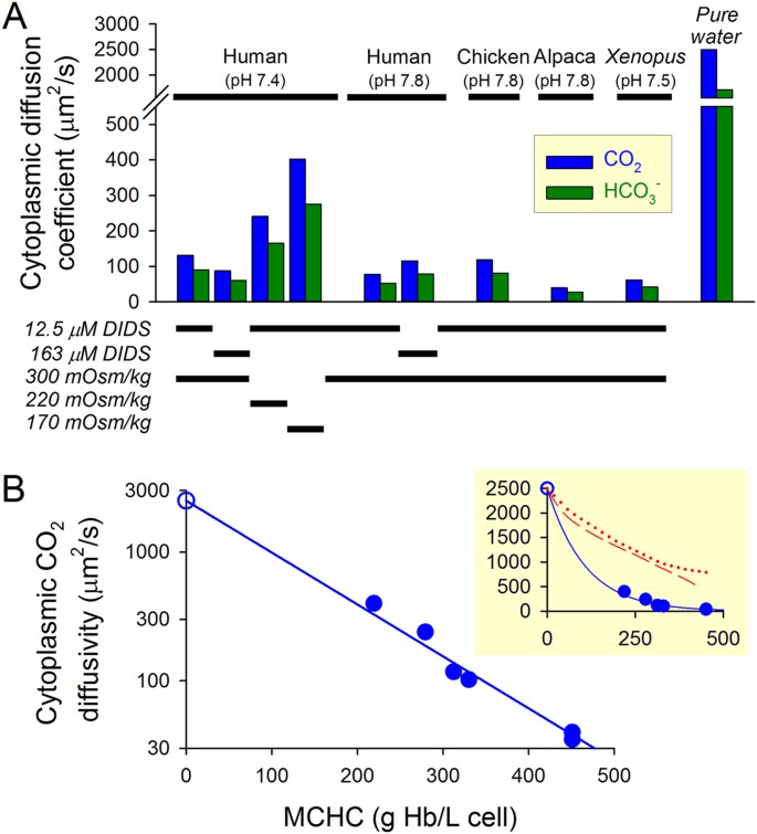 Red Blood Cell Thickness Is Evolutionarily Constrained By Slow Hemoglobin Restricted Diffusion In Cytoplasm Scientific Reports