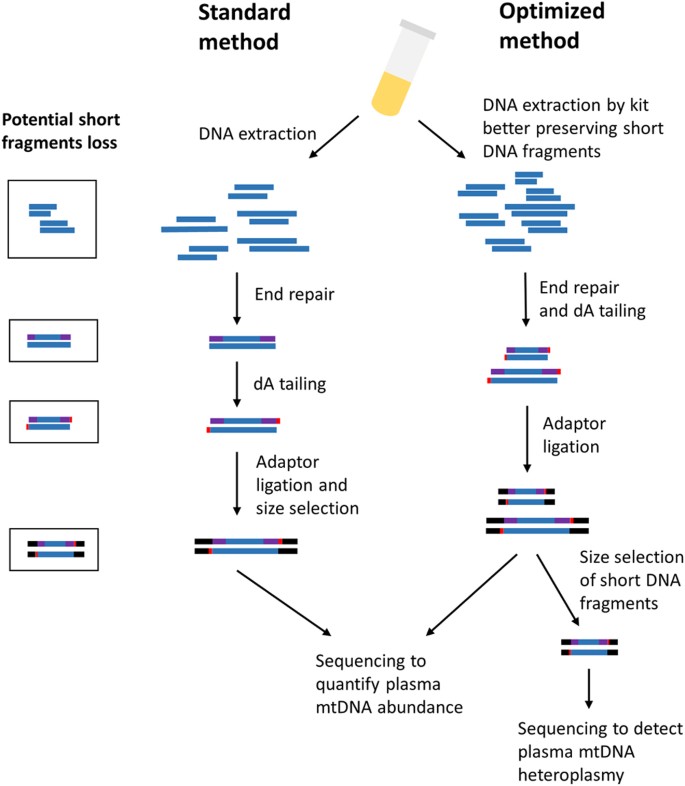Very Short Mitochondrial DNA Fragments and Heteroplasmy in Human Plasma |  Scientific Reports