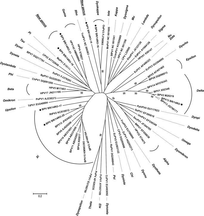 Papillomaviridae – Wikipédia