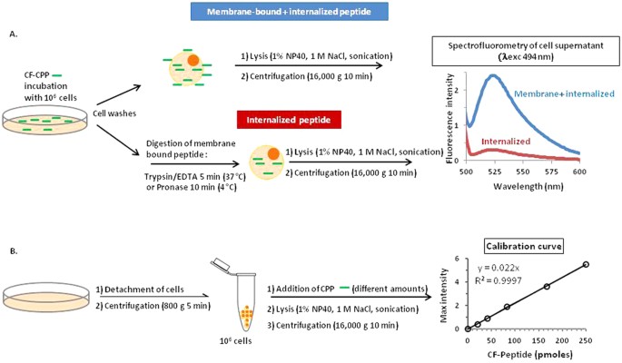 Quantitative Fluorescence Spectroscopy And Flow Cytometry Analyses Of Cell Penetrating Peptides Internalization Pathways Optimization Pitfalls Comparison With Mass Spectrometry Quantification Scientific Reports