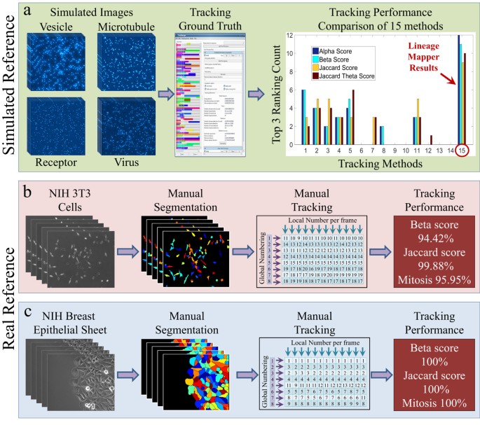 Lineage mapper: A versatile cell and particle tracker | Scientific Reports