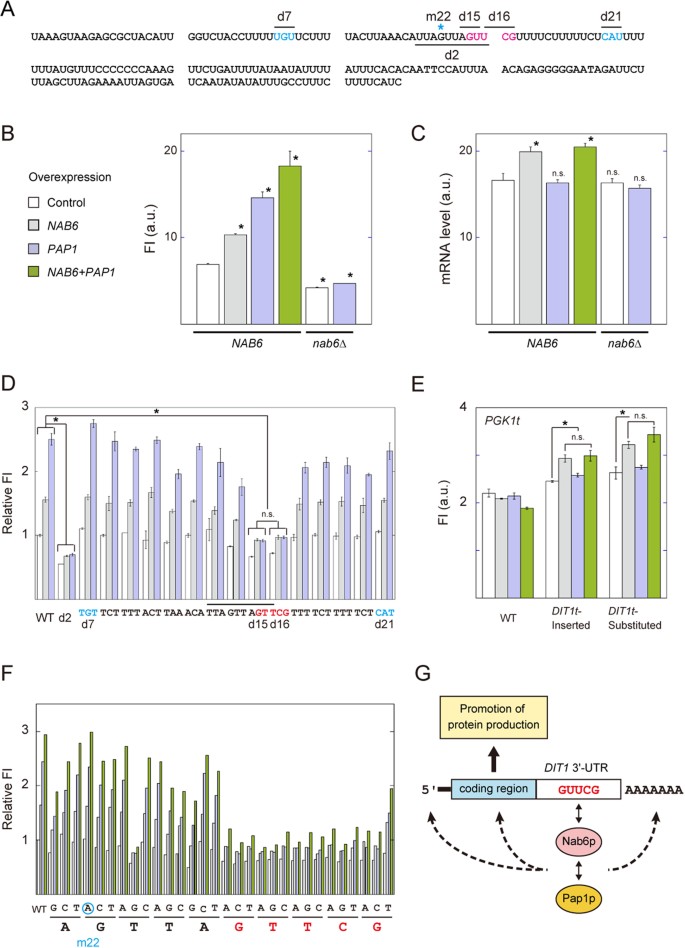 Enhancement of protein production via the strong DIT1 terminator and two  RNA-binding proteins in Saccharomyces cerevisiae | Scientific Reports