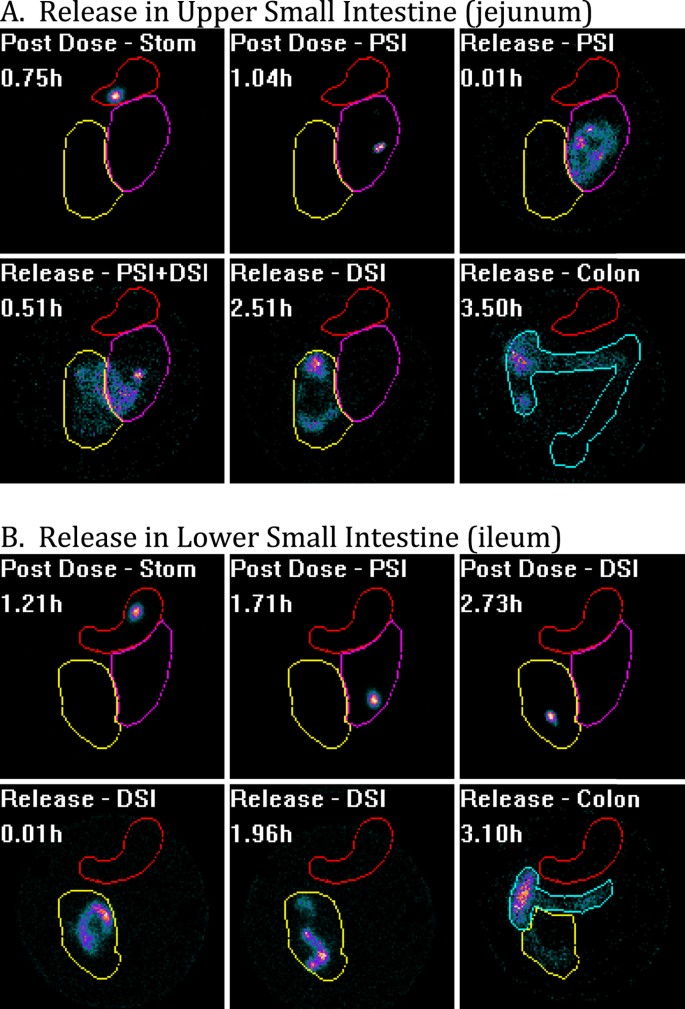 Systemic And Mucosal Immune Responses Following Oral Adenoviral Delivery Of Influenza Vaccine To The Human Intestine By Radio Controlled Capsule Scientific Reports