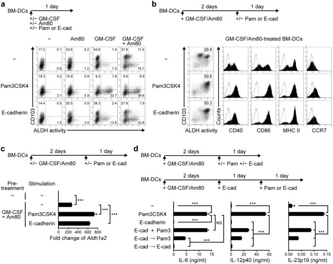 Beta 1 Integrin Ligation And Tlr Ligation Enhance Gm Csf Induced Aldh1a2 Expression In Dendritic Cells But Differentially Regulate Their Anti Inflammatory Properties Scientific Reports Beta 1 Integrin Ligation And Tlr Ligation Enhance Gm Csf Induced Aldh1a2 Expression In Dendritic Cells But Differentially Regulate Their Anti Inflammatory Properties Scientific Reports