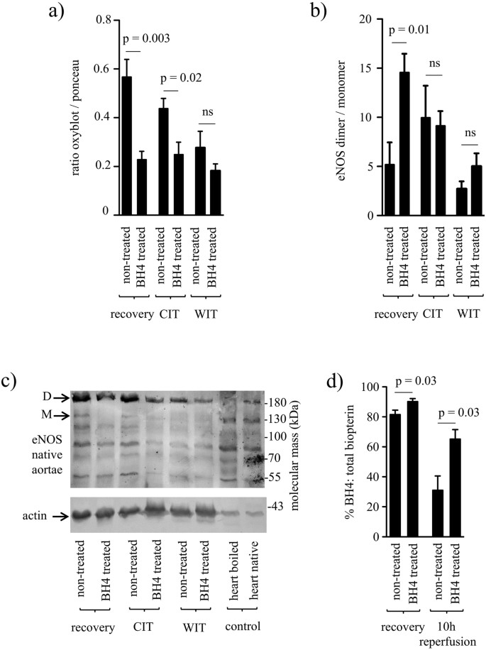 Impaired Endothelial Nitric Oxide Synthase Homodimer Formation Triggers  Development of Transplant Vasculopathy - Insights from a Murine Aortic  Transplantation Model | Scientific Reports