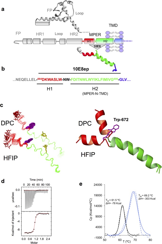 Structural basis for broad neutralization of HIV-1 through the molecular  recognition of 10E8 helical epitope at the membrane interface | Scientific  Reports