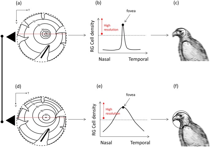 Does Retinal Configuration Make The Head And Eyes Of Foveate Birds Move Scientific Reports