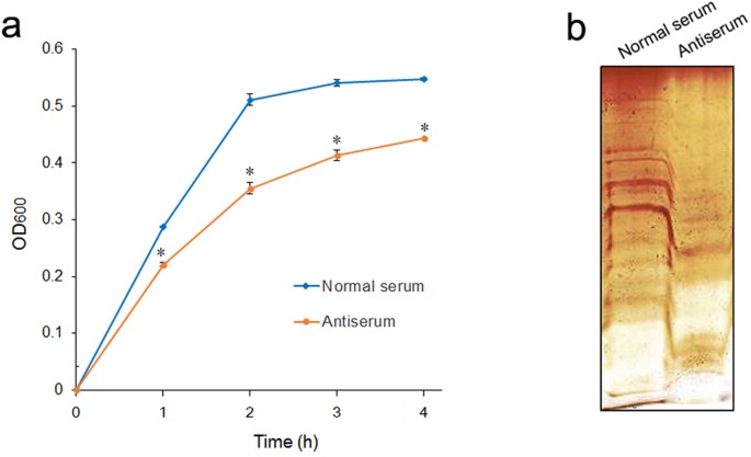 Lptd Is A Promising Vaccine Antigen And Potential Immunotherapeutic Target For Protection Against Vibrio Species Infection Scientific Reports