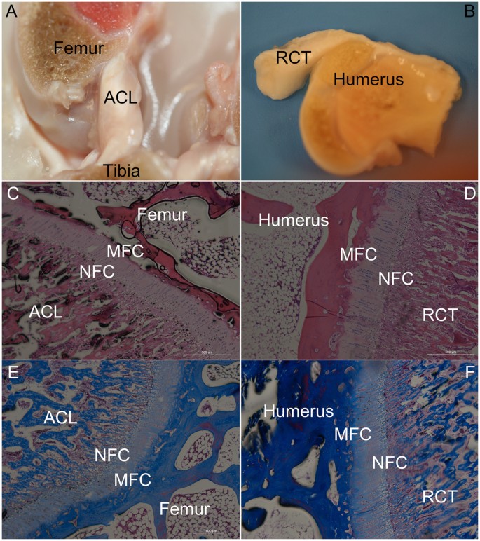 Evaluation Of The Bone Ligament And Tendon Insertions Based On Raman Spectrum And Its Pca And Cls Analysis Scientific Reports