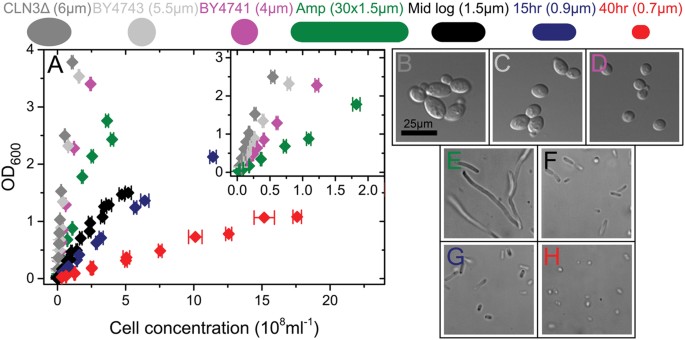 General Calibration Of Microbial Growth In Microplate Readers Scientific Reports