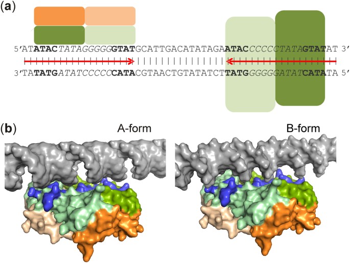 The mechanism of a formaldehyde-sensing transcriptional regulator | Scientific Reports the-mechanism-of-a-formaldehyde-sensing-transcriptional-regulator-scientific-reports