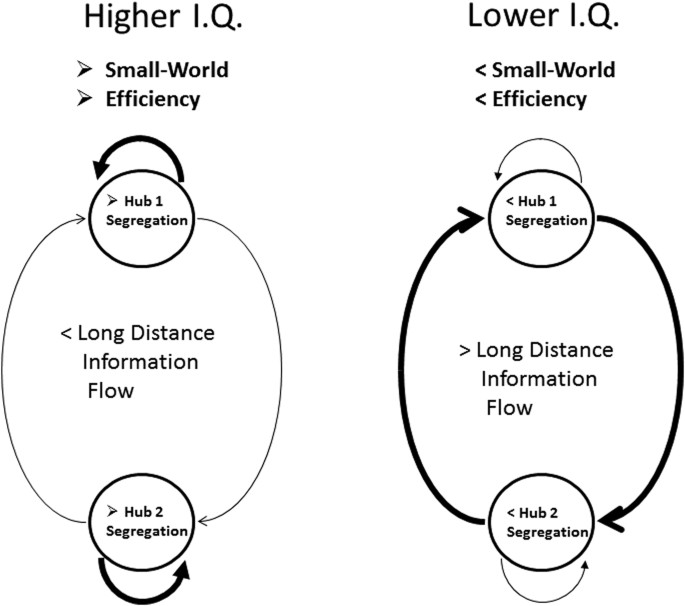 Intelligence And Eeg Measures Of Information Flow Efficiency And Homeostatic Neuroplasticity Scientific Reports