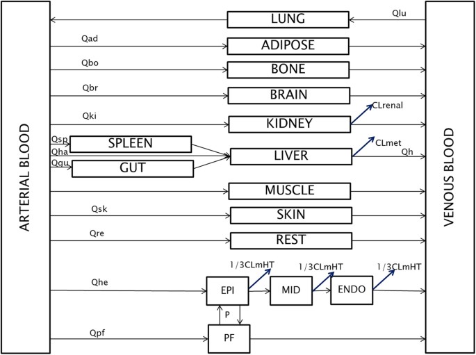 Figure 2: The structure of the final whole-body PBPK model.