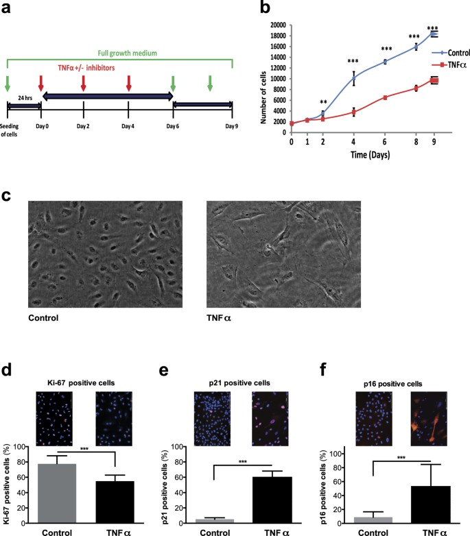 Figure 1: TNFα-induces inhibition of cell proliferation and premature senescence in HUVECs.