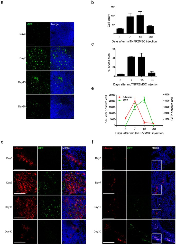 Figure 5: Detection of mcTNFR2MSCs in vivo.