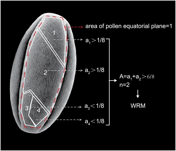 Figure 5: Illustration of judging the type of flowering crabapple pollen grain exine ornamentation (Wholly Regular Multi-pattern Type, WRM type as an example).