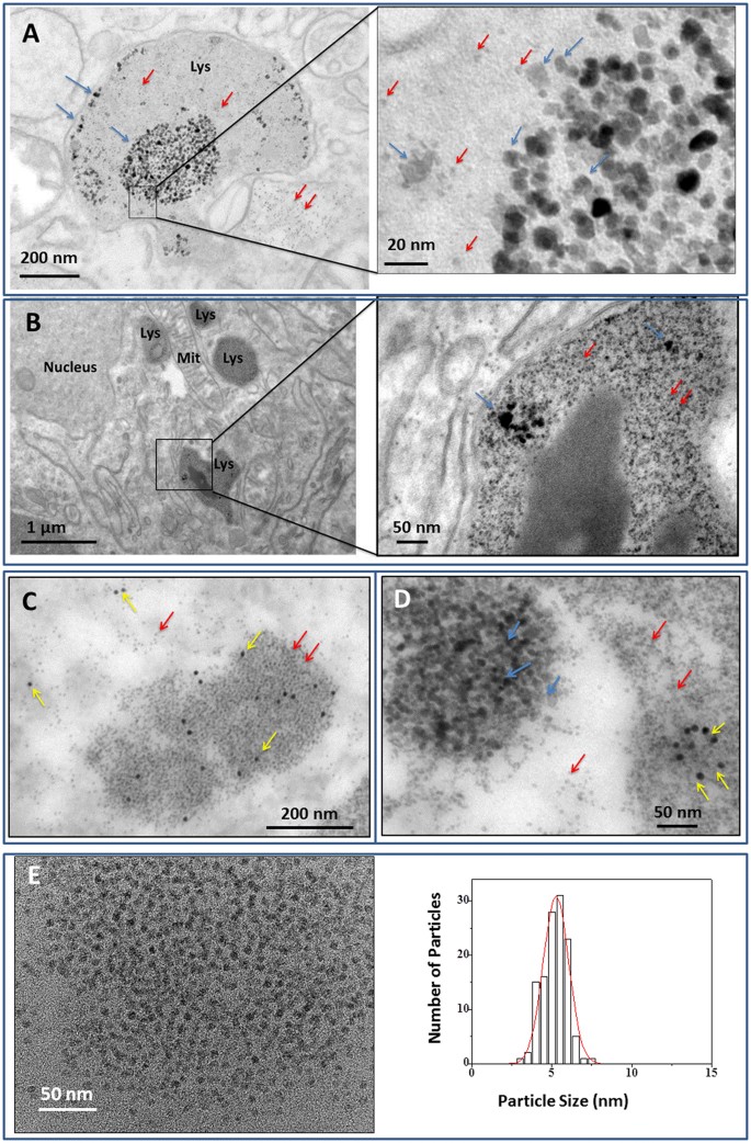Physiological Remediation Of Cobalt Ferrite Nanoparticles By Ferritin Scientific Reports