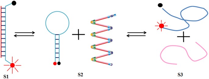 Establishment Of An Accurate And Fast Detection Method Using Molecular Beacons In Loop Mediated Isothermal Amplification Assay Scientific Reports Establishment Of An Accurate And Fast Detection Method Using Molecular Beacons In Loop Mediated Isothermal Amplification Assay Scientific Reports