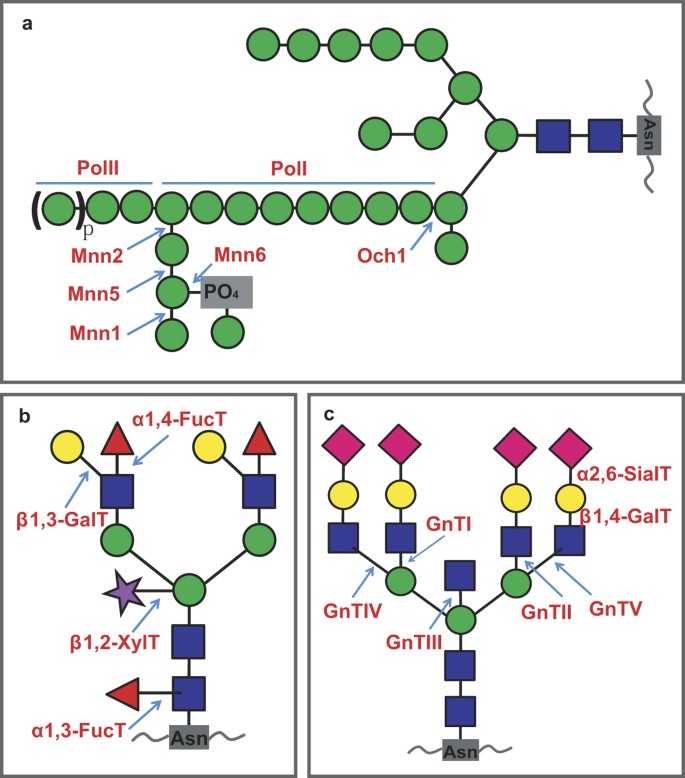 Evolution of protein N-glycosylation process in Golgi apparatus which shapes diversity of protein N-glycan structures in plants, animals and fungi | Scientific Reports Evolution of protein N-glycosylation process in Golgi apparatus which shapes diversity of protein N-glycan structures in plants, animals and fungi | Scientific Reports