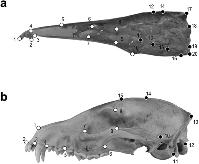 Figure 6: Landmark schematic of the neurocranium for gymnotiform and carnivoran clades used in the analysis.