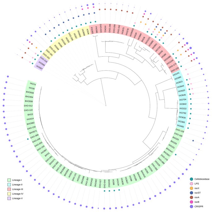 Population Genomic Insights Into Variation And Evolution Of Xanthomonas Oryzae Pv Oryzae Scientific Reports Population Genomic Insights Into Variation And Evolution Of Xanthomonas Oryzae Pv Oryzae Scientific Reports