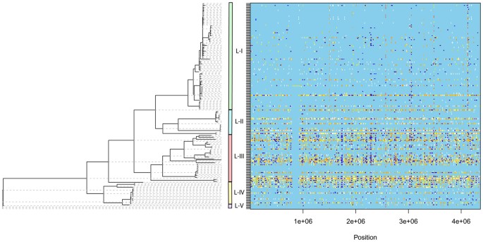 Population Genomic Insights Into Variation And Evolution Of Xanthomonas Oryzae Pv Oryzae Scientific Reports