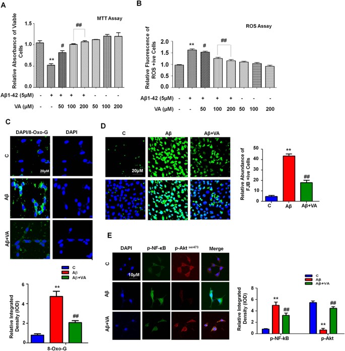 Vanillic acid attenuates Aβ1-42-induced oxidative stress and cognitive  impairment in mice | Scientific Reports